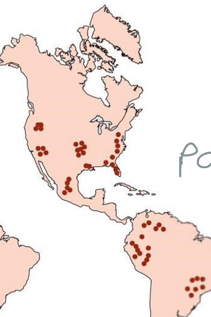 <p>when a new disease or new strain of an existing disease spreads worldwide</p>
