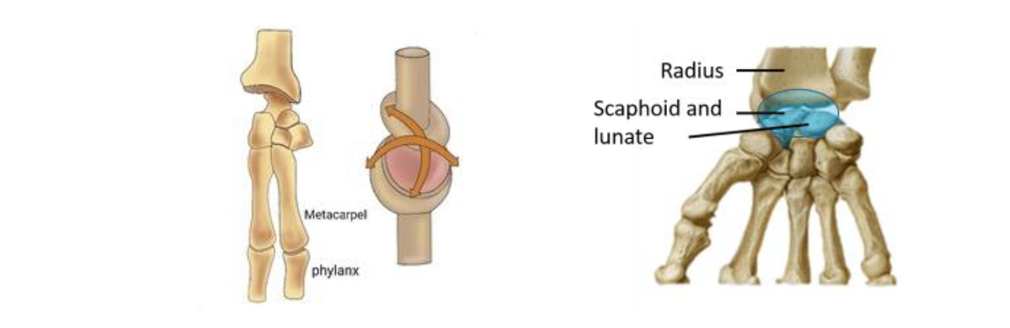<p>Condylar: Oval-shaped condyle of one bone fits into the elliptical cavity of another bone (wrist, knuckle joints)</p><p>Movement in two planes</p>