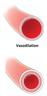 <p>vascular tone</p>