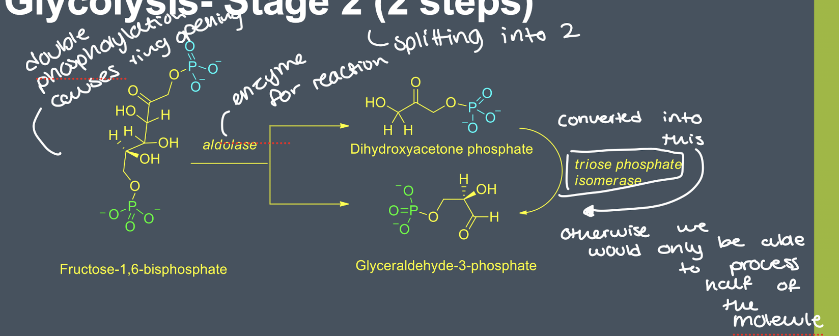 <ul><li><p>fructose-1,6-bisphosphate is converted into dihydroxyacetone phosphate and glyceraldehyde-3-phosphate </p></li><li><p>dihydroxyacetone phosphate is converted into glyceraldehyde-3-phosphate by triose phosphate isomerase </p></li><li><p>net products are 2x glyceraldehyde-3-phosphate </p></li></ul><p></p>