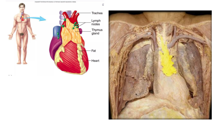 <p>- located in superior mediastinum</p><p>- site of maturation of T cells</p><p>- Those that remain can react to foreign substances</p><p>- Endocrine functions (thymosin)</p>