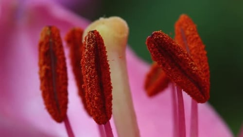<p>The part of the stamen that contains pollen, which carries male genetic material.</p>
