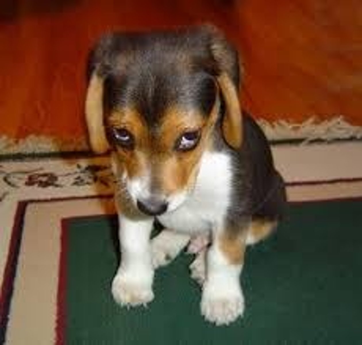 <p>to be ashamed of</p>
