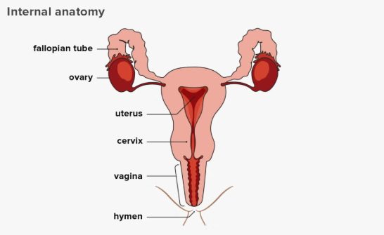 <p>Female reproductive system parts and function</p>