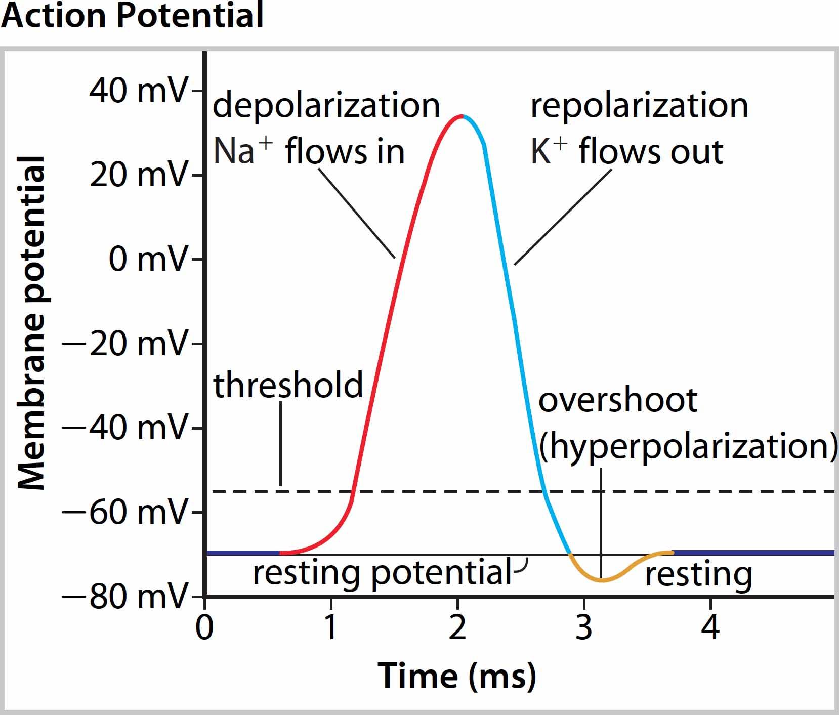 <p>If there is enough stimulus and the membrane charge changes enough then the process cannot be stopped and the nerve will fire. If there is not enough, the cell will go back to Rest.</p>