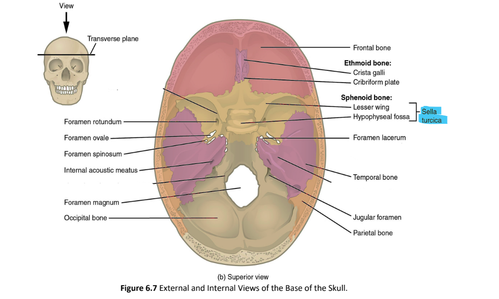 <p>sella turcica</p>