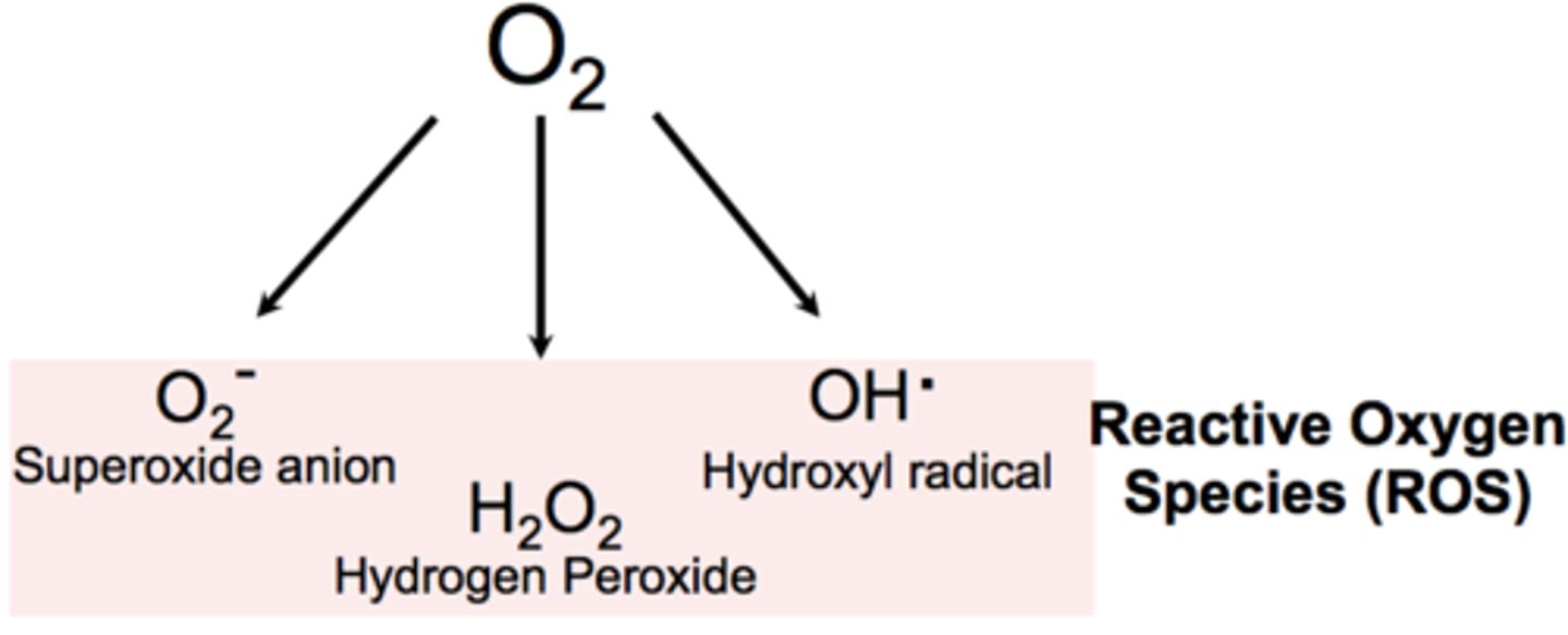 <p>1. Electron Transport Chain</p><p>2. Ionizing + UV Radiation</p><p>3. Drug Metabolism</p><p>4. Inflammation</p>