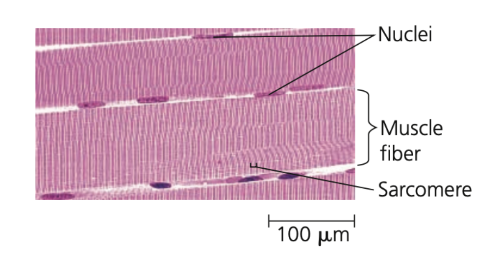 Skeletal muscle
➔ Also known as ______ muscle
➔ Responsible for _______ movements
➔ Consists of ____ of long cells that
are muscle fibers
◆ Skeletal muscle fibers form by the _____ of many cells, resulting in multiple nuclei in each muscle fiber
◆ Arrangement of contractile units (______), along the fibers gives the cells a striated appearance
➔ In adult mammals, building muscle increases ___ but not number of muscle fibers