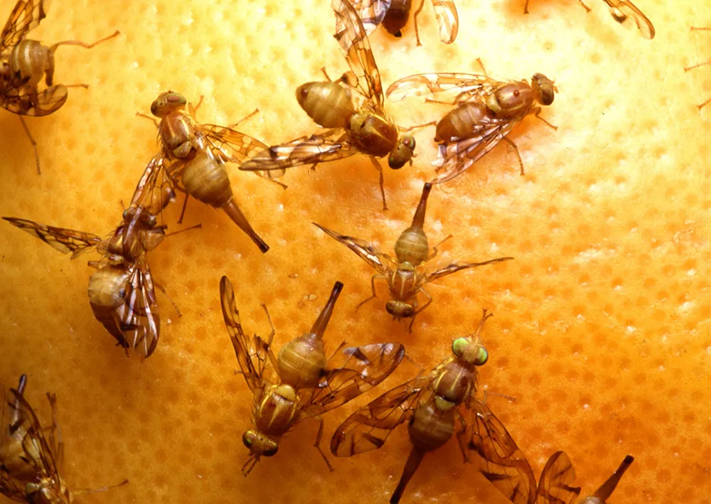 <p>a territorial behavior in which male insects compete for female attention. Female insects visit the lek to choose a partner for mating</p>
