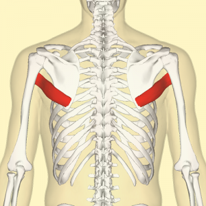 <p>Teres Major </p>