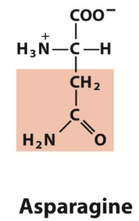 <ul><li><p>Asn, N</p></li><li><p>Polar, uncharged </p></li></ul><p></p>