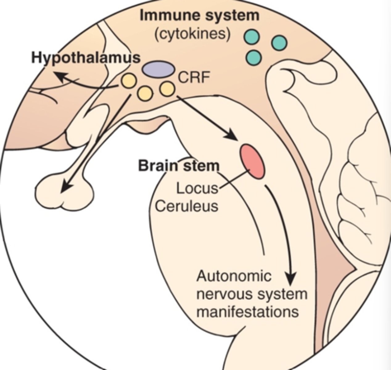 <p>- Activating center for the autonomic nervous system.</p><p>- Norepinephrine is synthesized here (once synthesized in travels b the afferent pathways back to the hypothalamus, limbic system, hypocampilaria, and cerebral cortex).</p>