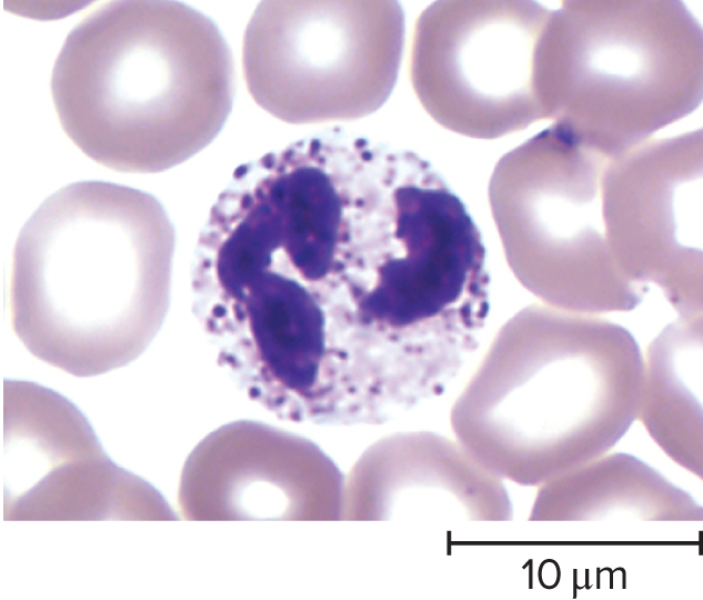 Neutrophil