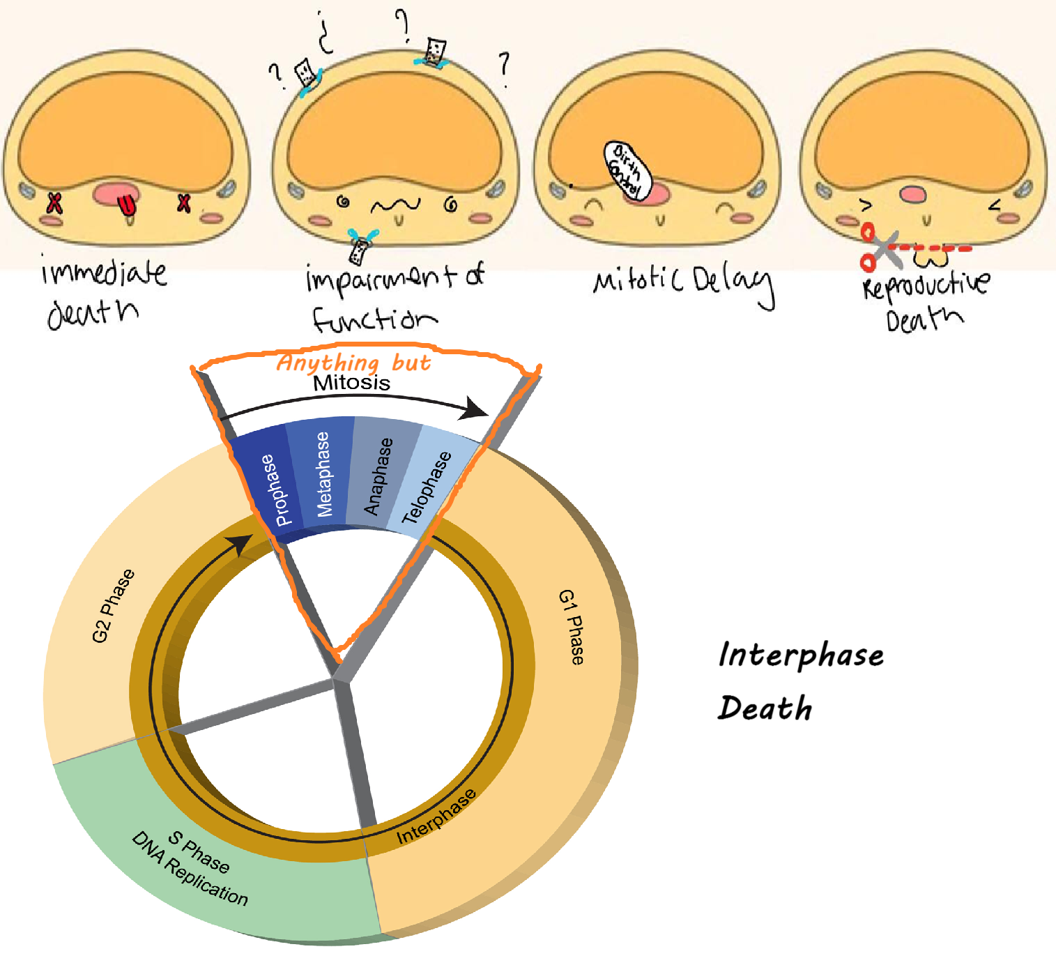 knowt flashcard image