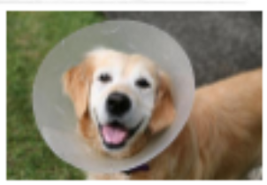 <p>dog restraint #5</p>