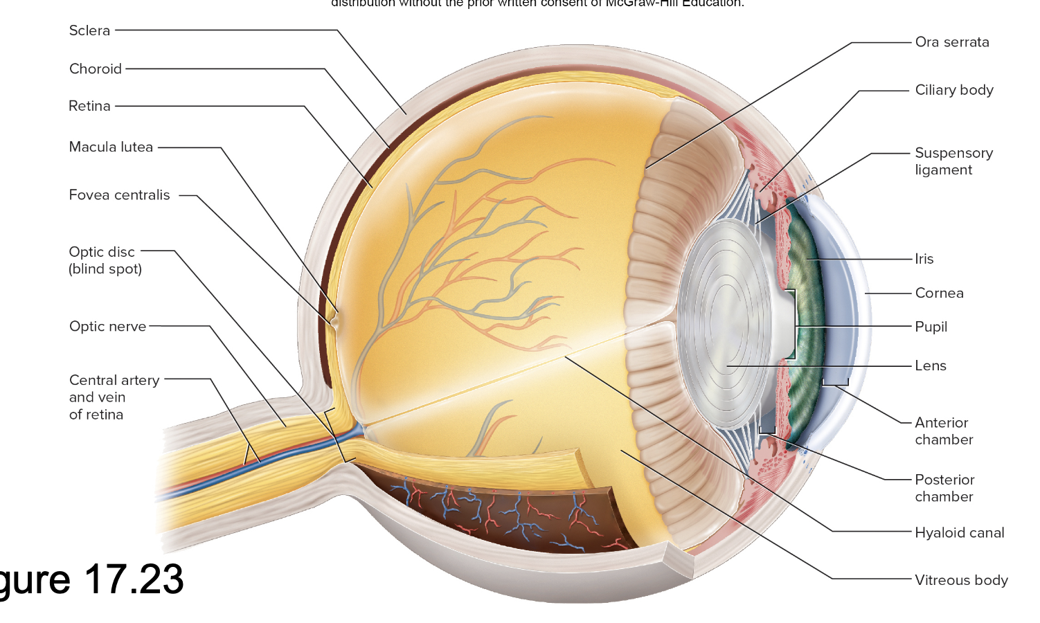 <ul><li><p><strong>Sclera </strong>– white fibrous tissue</p></li><li><p><strong>Cornea </strong>– transparent, anterior</p></li></ul><p></p>