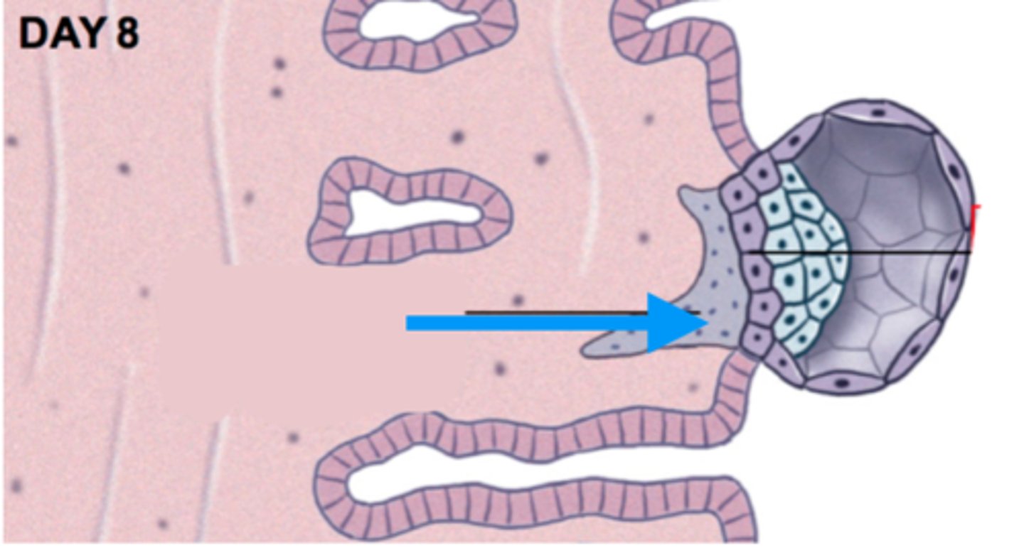<p>trophoblast</p>