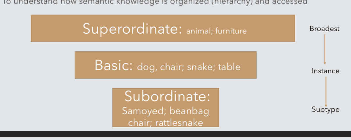 <p>to understand how semantic knowledge is organized (hierarchy) and accessed. Measure reaction time (rt)</p><ul><li><p>Bigger the category, more searching (rt take longer)</p></li><li><p>More lv you go up, more searching (rugs longer on lv2 than lv1)</p><p></p></li></ul>