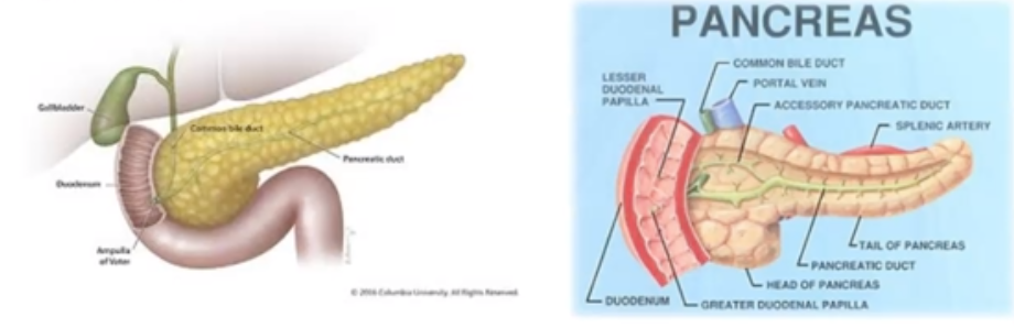 <p>Pancreas are located between the stomach and the small intestine</p>