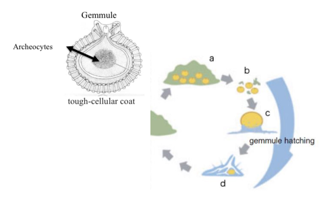 <p>Fragmentation (e.g., budding), or production of gemmules (i.e., structures filled with dormant archeocytes).</p>