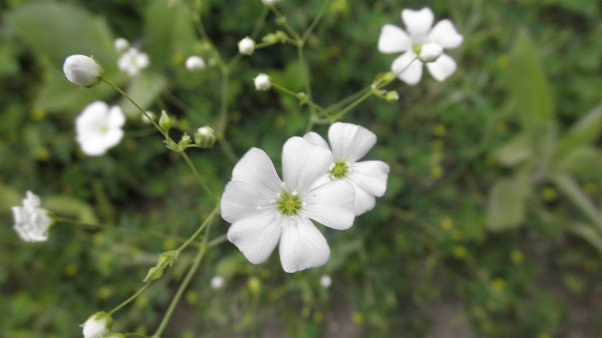 <p>Baby’s breath </p>