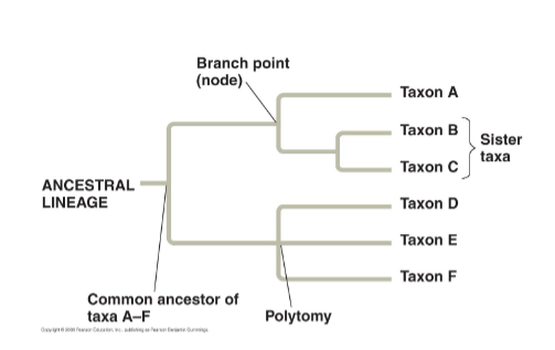 <ol><li><p><mark data-color="blue">common ancestor found at the base</mark> of the tree</p></li><li><p>Tips of branches represent <mark data-color="blue">species or other taxa</mark></p></li><li><p>Branches meet at points called <mark data-color="blue">nodes</mark> that represent the <mark data-color="blue">common ancestor of the two taxa</mark></p></li><li><p>Groups that share an immediate common ancestor are called<mark data-color="blue"> sister groups</mark></p></li><li><p>Ancestors plus all descendants form a clade</p></li><li><p>Branch that separates at the base is called an <mark data-color="blue">outgroup </mark></p></li></ol>