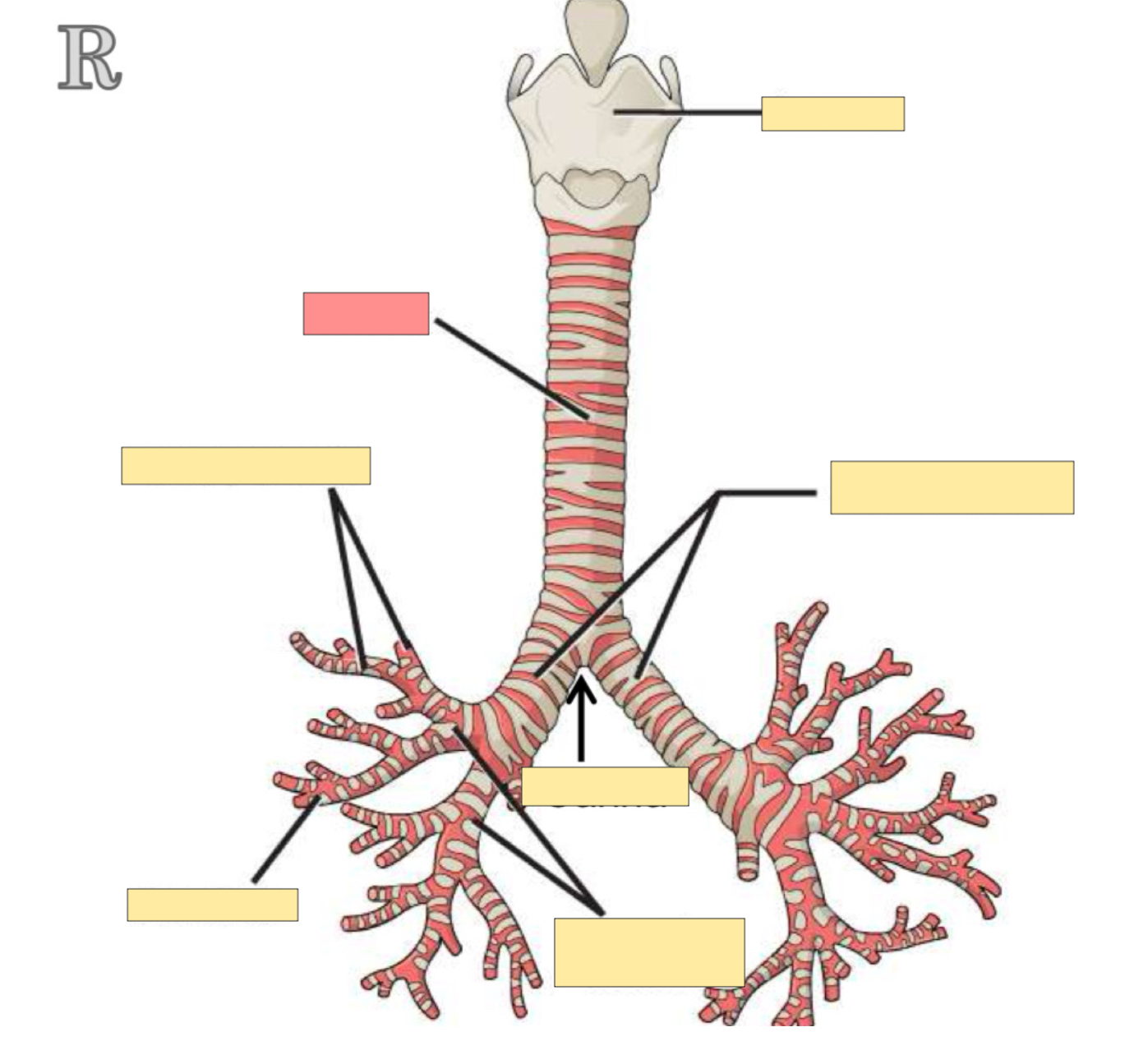 <p>What body part is this? </p>