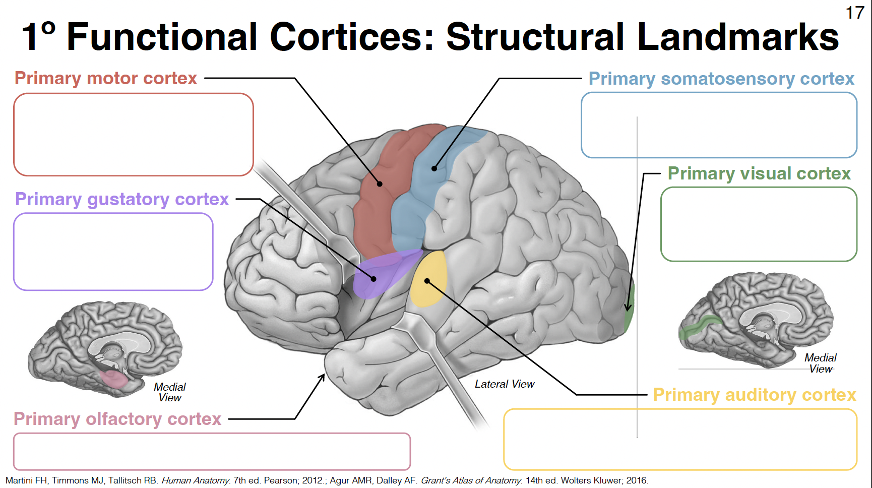 <p>primary somatosensory cortex</p>