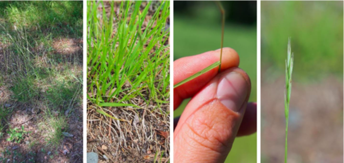<p>Danthonia spicata</p><p>-corkscrewed dead leaves at base of colony</p>