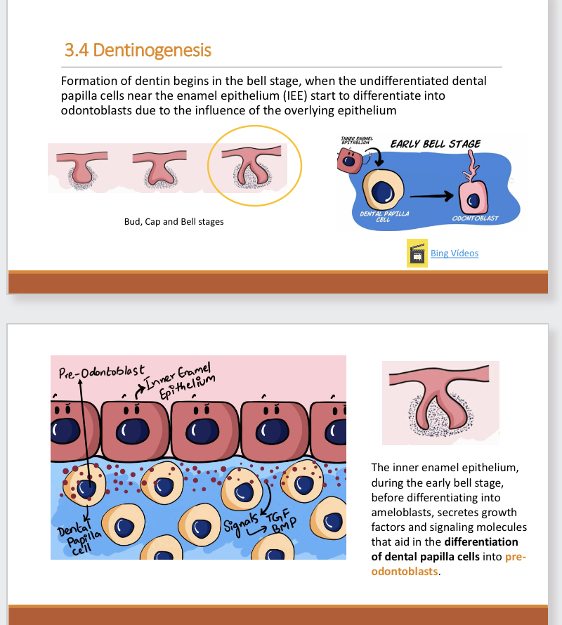 <p>Formation of dentin begins in bell stage, where undifferentiated dental papilla cells near enamel epithelium start to differentiate into odontoblasts due to influence of overlying epithelium.</p>