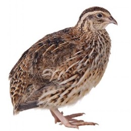 <p>Quail</p>