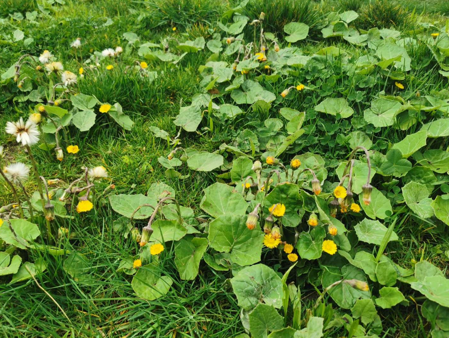 <p>Tidig vårblomma. Bladen kommer oftast senare. </p>