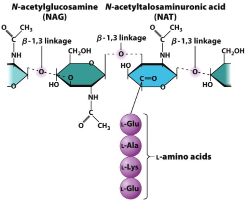 <p><span style="line-height: 20.925px;"><strong>Pseudomurein</strong> (</span>pseudo-peptidoglycogan) <span style="line-height: 20.925px;">– polysaccharides similar to peptidoglycan - NAT, NAG, &amp; B-1,3 linkages that are lysozyme insensitive.&nbsp;</span></p><p><span style="line-height: 20.925px;">Contains only L amino acids &amp; NAT can create </span>create pseudo-peptidoglycogan cross-links</p>