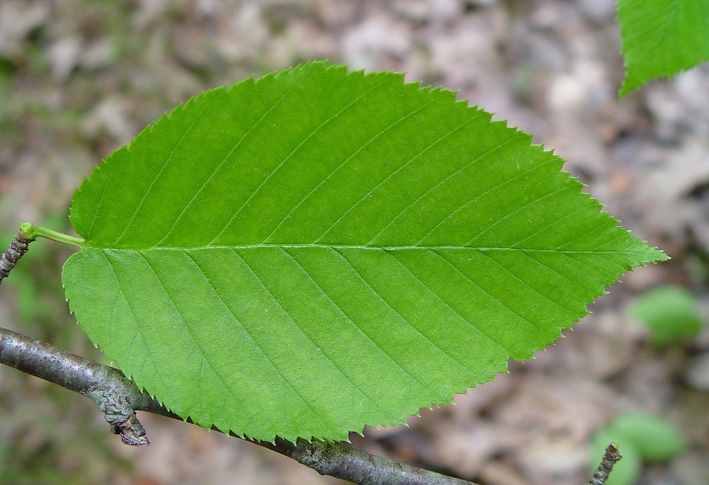term image