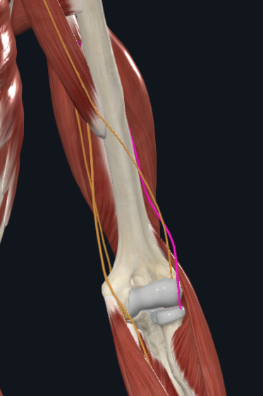 <p>What is this nerve called</p>