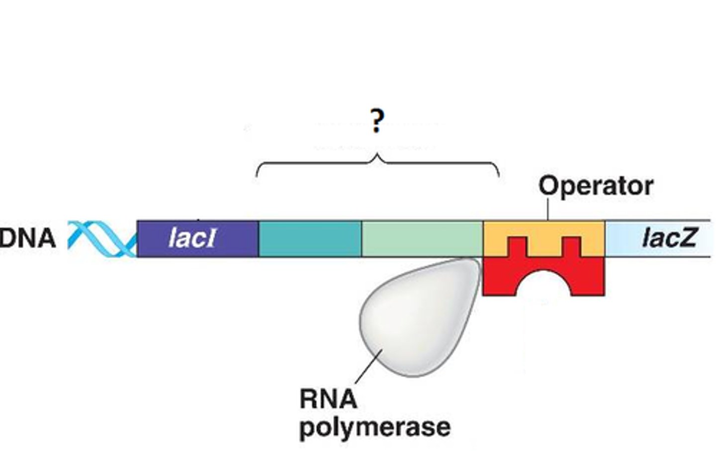 <p>where RNA polymerase binds to the DNA; it's a short DNA sequence found upstream from the site where transcription of a specific RNA is going to take place; in humans commonly known as a TATA box</p>