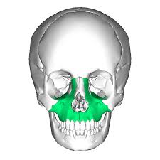 <p>Upper jawbone; all facial bones (except for mandible) touch it; also forms anterior portion of the hard palate</p>