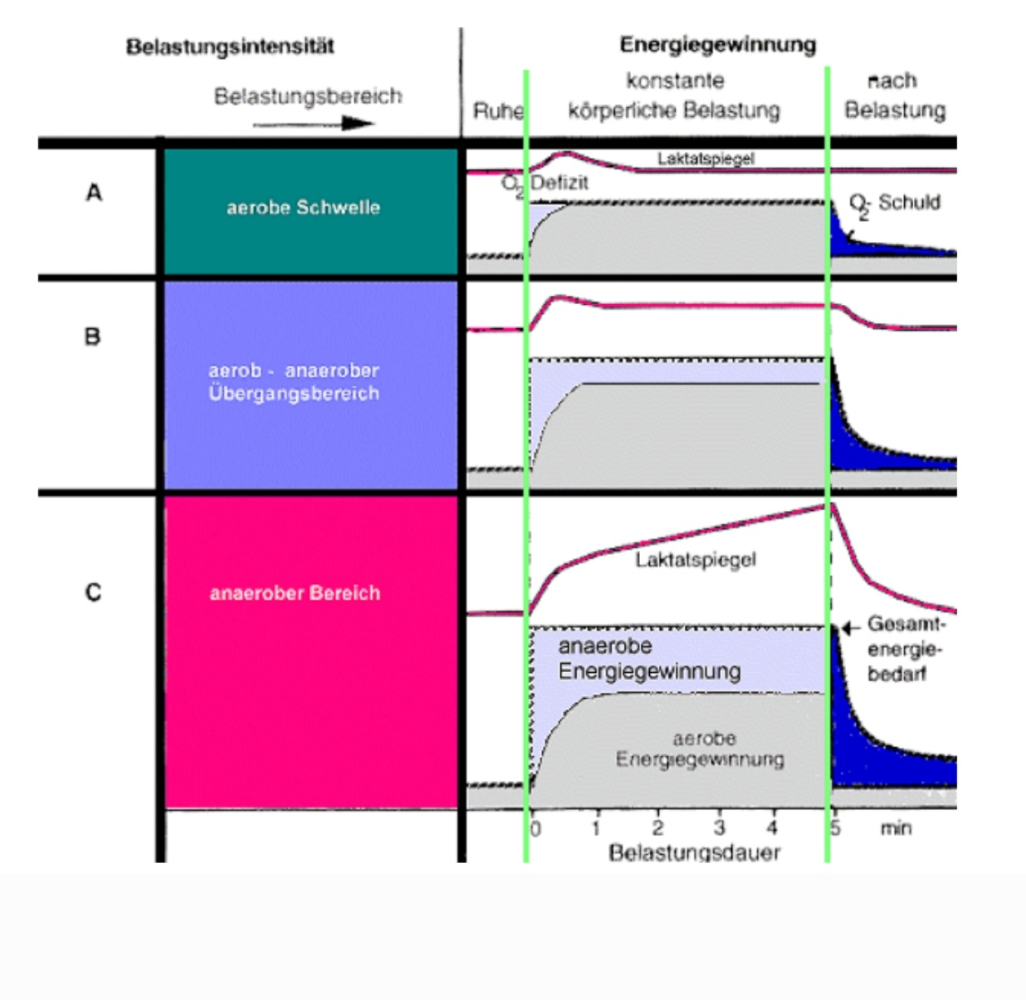 <p>descrivi questi grafici per la relazione tra belastungintensität e lo Stoffwechsel</p>