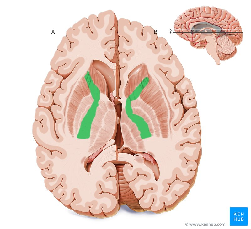 <p>Internal capsule (contains corticospinal and corticobulbar fibers).</p>