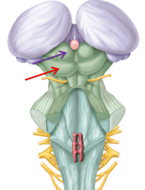 <p>What structure is this what is it responsible for? (purple)</p>