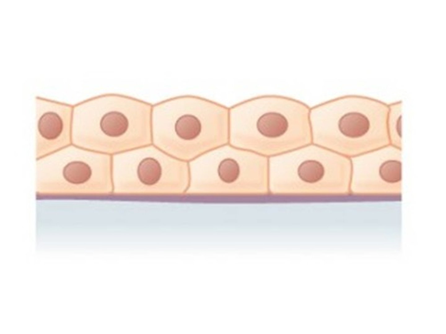 <p>Important for secretion</p><p>- Sweat Ducts</p><p>- Mammary Ducts</p>