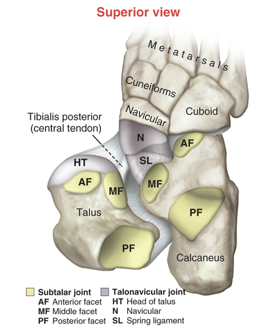 <p>-posterior articular surface is larger and has it&apos;s own joint capsule -anterior &amp; medial surfaces are smaller and share a joint capsule</p>