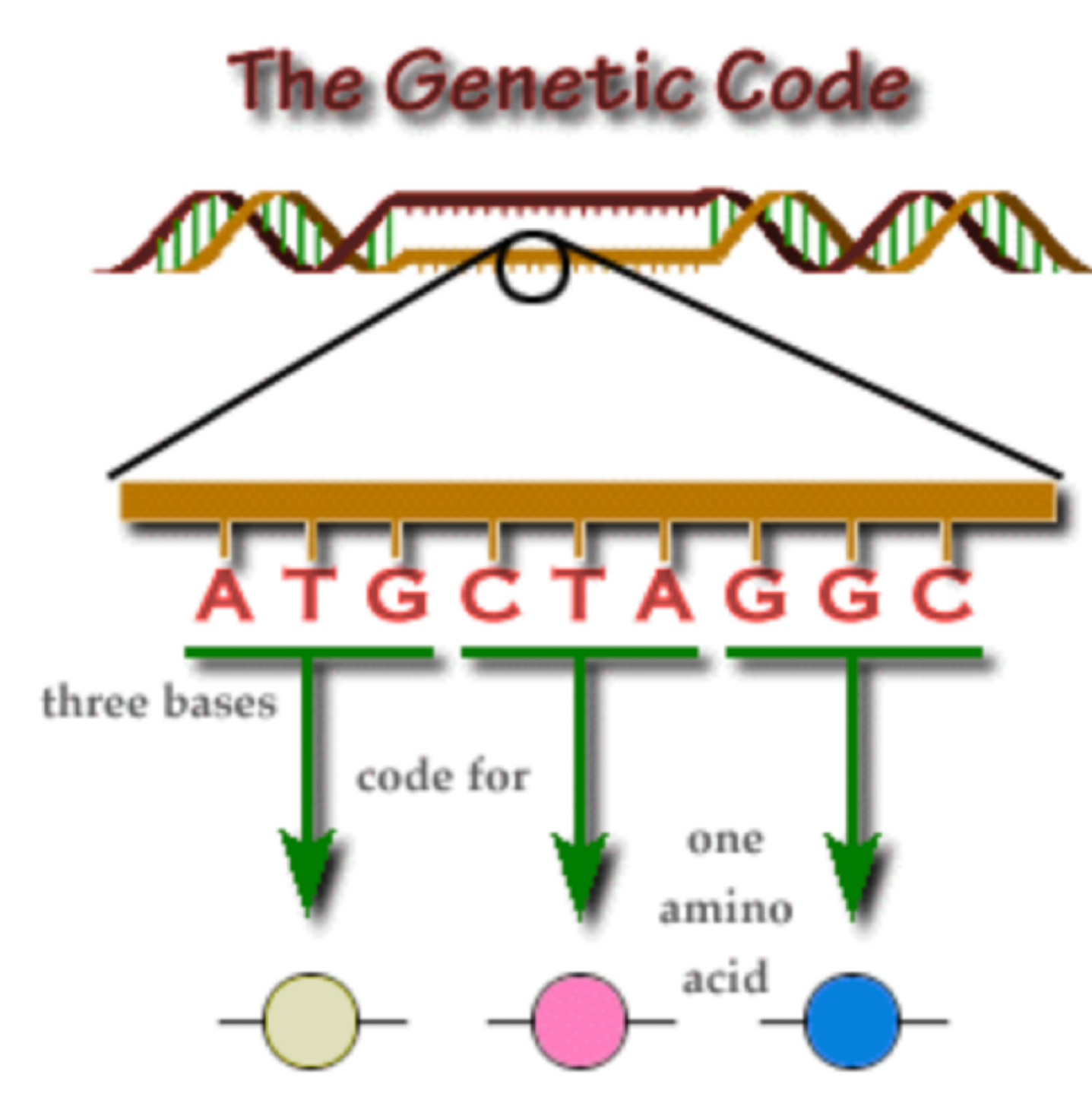 <p>The Genetic Code (Crick and Brenner)</p>