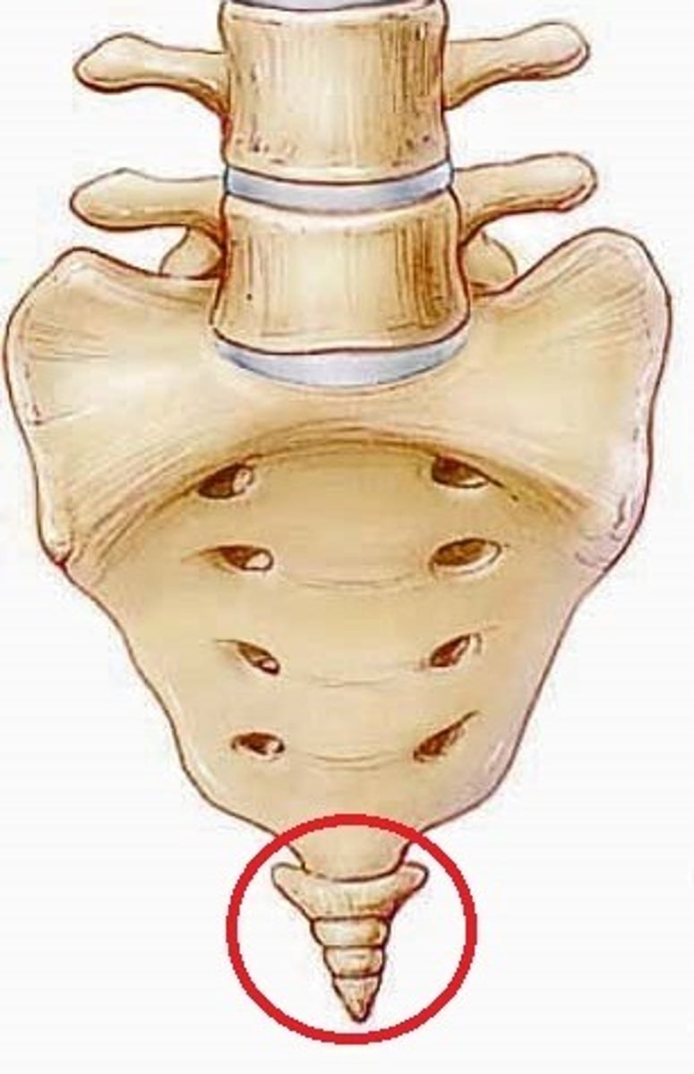 <p>1 made of 4 fused vertebrae</p>
