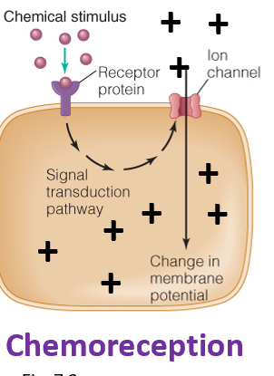 <ul><li><p>A chemical ligand triggers receptor, causing signal transduction</p></li><li><p>How an organism detects and responds to <strong><u>chemical stimuli</u> </strong></p></li></ul><p></p>