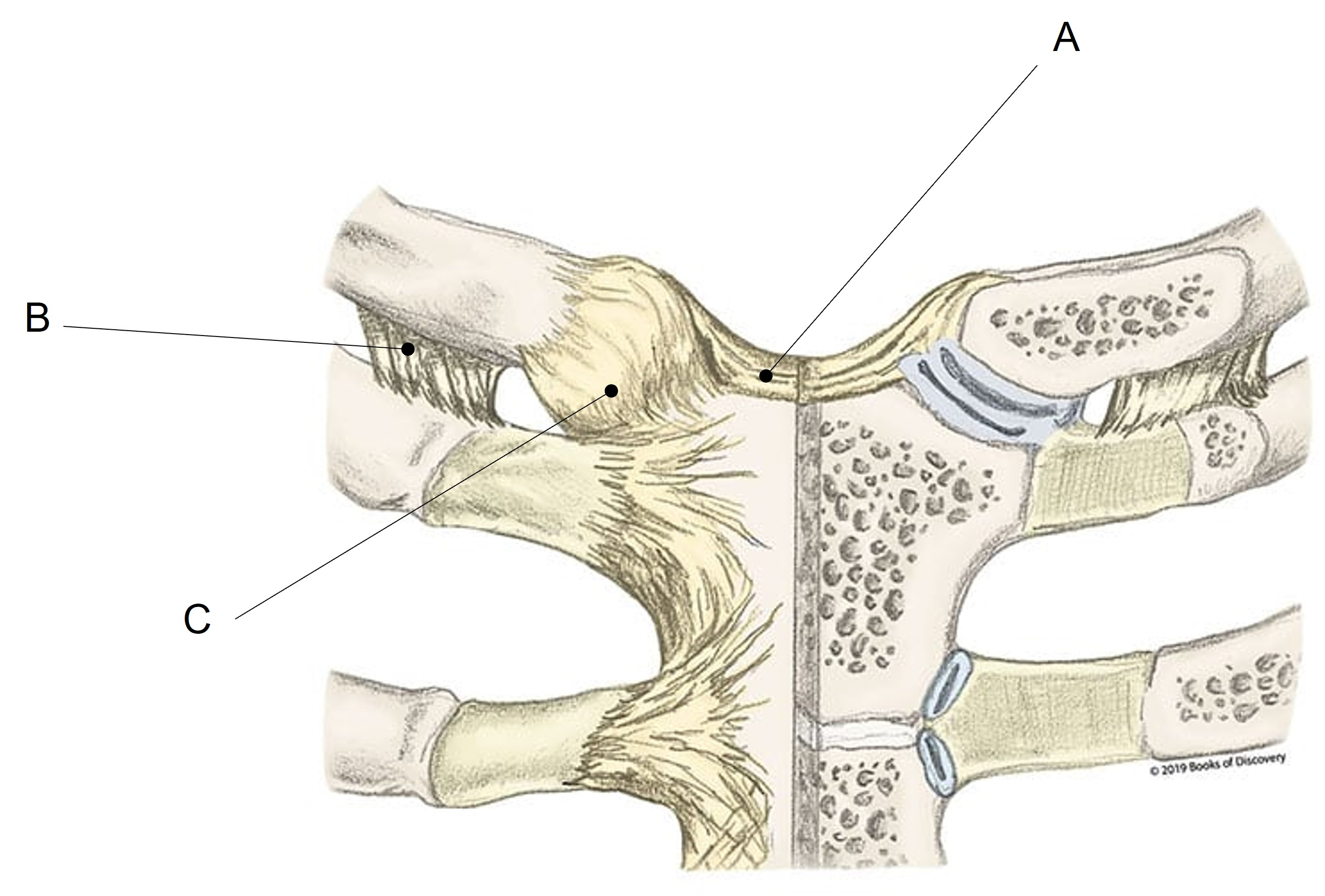 <p>Match the appropriate term with the landmark or structure identified in the picture below. Answers are used once and there are incorrect choices.</p><p></p>