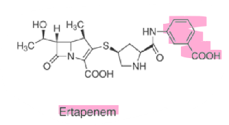 <ul><li><p>synthetic penicillin derivative w/ B-lactam </p></li><li><p>broad spectrum</p></li><li><p>has longer in vivo half-life versus imipenem and meropenem </p><ul><li><p>due to benzoic acid ring (also helps increase activity) </p></li></ul></li><li><p>resistance to B-lactamases </p></li><li><p><strong>parenteral </strong></p></li></ul>