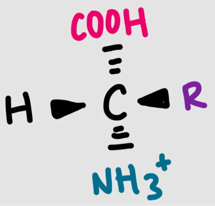 <p>protonated/acidic form</p>