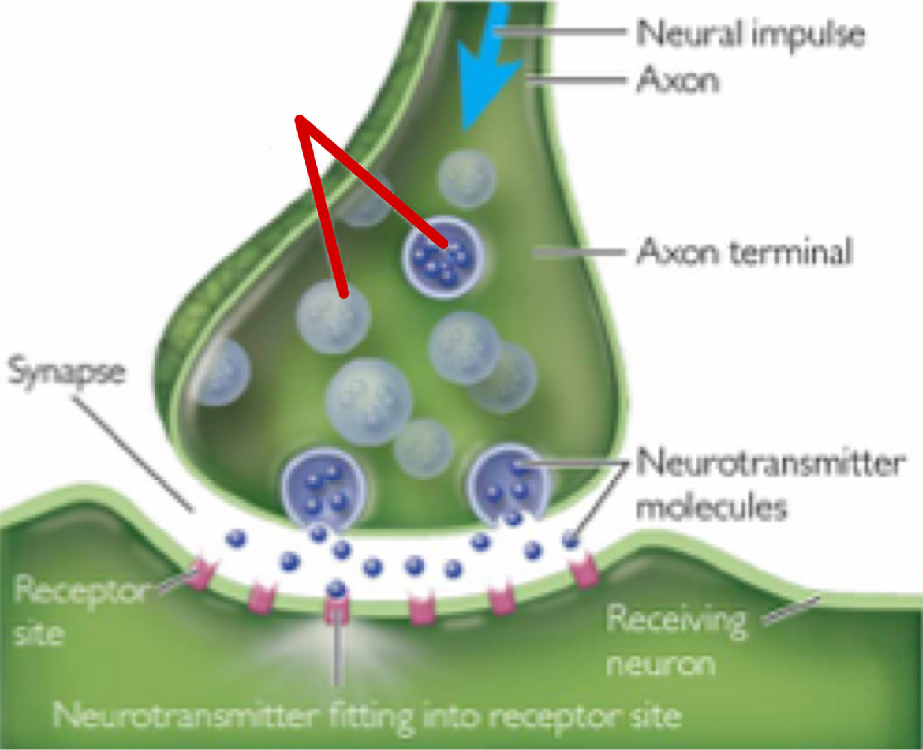 <p>Spherical sac containing neurotransmitters that travel the full length of the axon to the axon terminal, where it bursts, releasing the neurotransmitters</p>