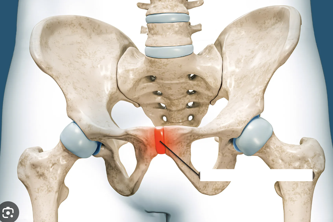 <p>the cartilage connecting the two pubic bones</p>